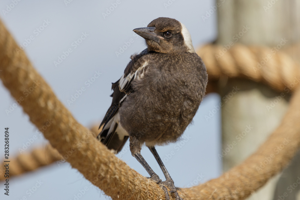 Fototapeta premium Australasian Magpie 