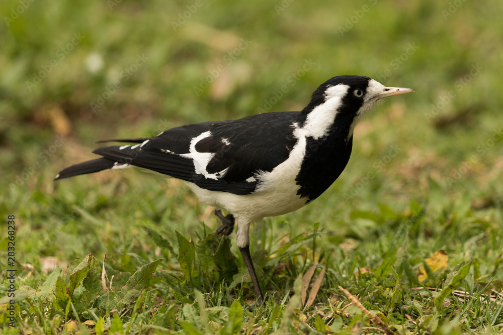 Fototapeta premium Magpie Lark in Queensland Australia