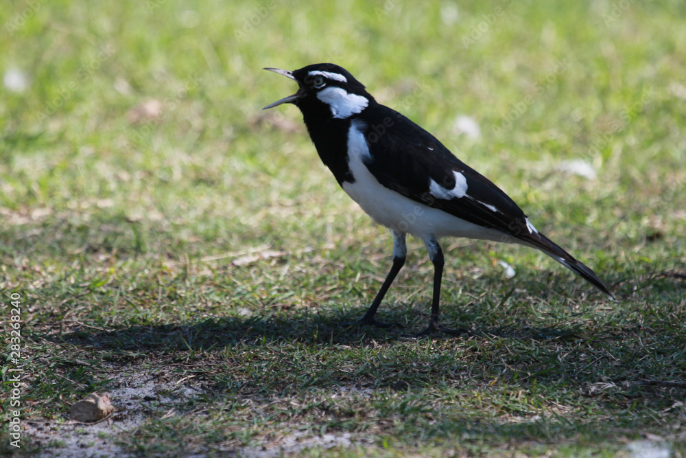 Magpie Lark in Queensland Australia Magpie Lark in Queensland Australia