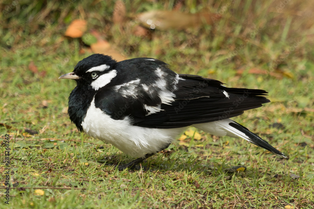 Fototapeta premium Magpie Lark in Queensland Australia