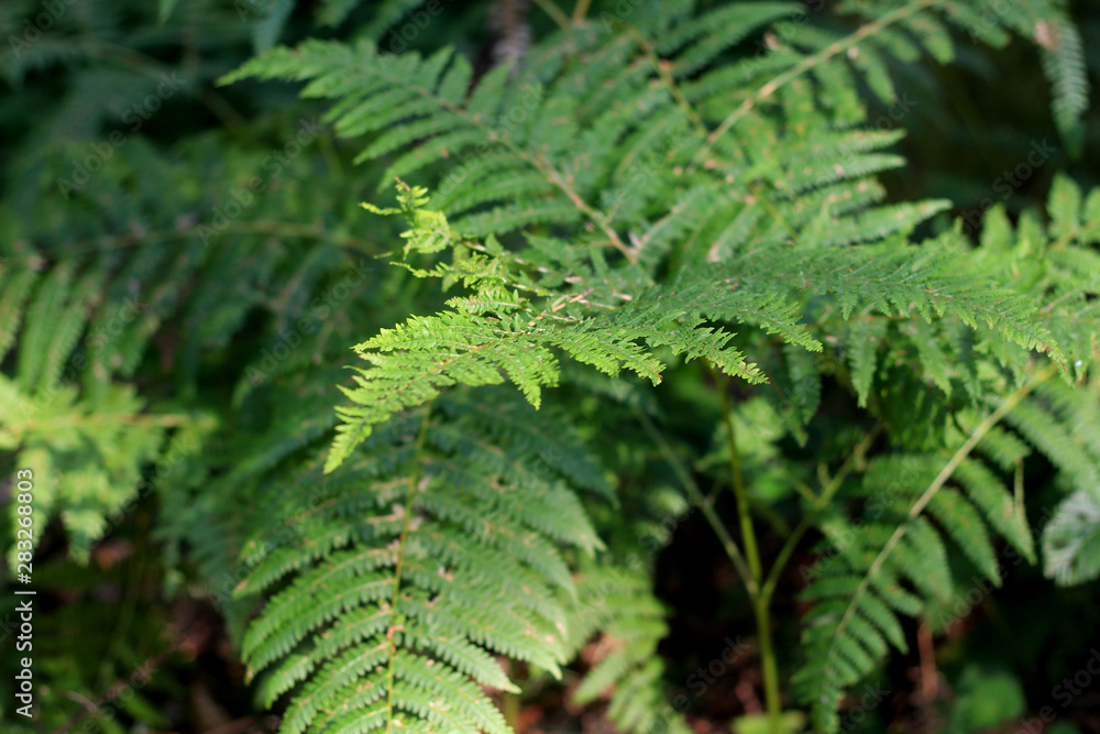 Leaves Leaves