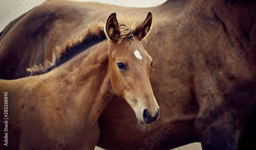 Photo Portrait of a red foal sporting breed