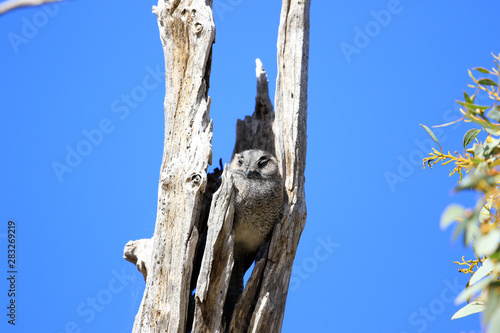 Australian Owlet Nightjar photo