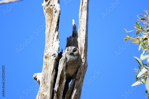 Australian Owlet Nightjar photo