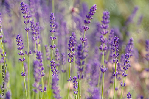 Lavender flowers. Lavender blooms. Aromatic herbs and medicinal plants in the garden. Floral background.