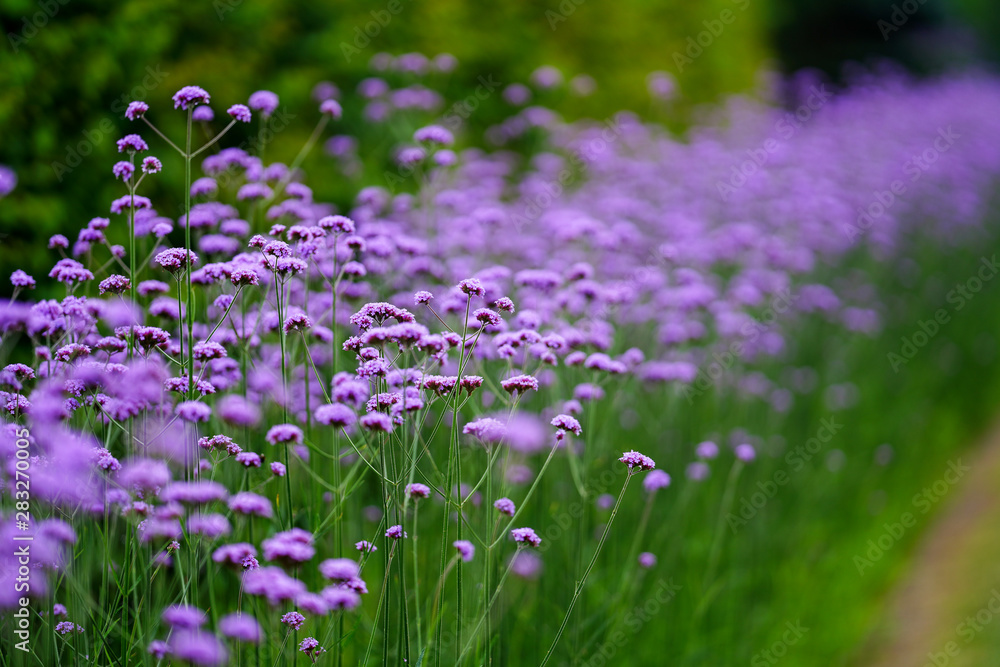 サンジャクバーベナ Stock 写真 Adobe Stock