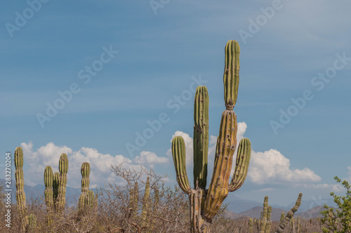 Desert and flora of the Baja California Sur desert, in Todos Santos town. Mexico