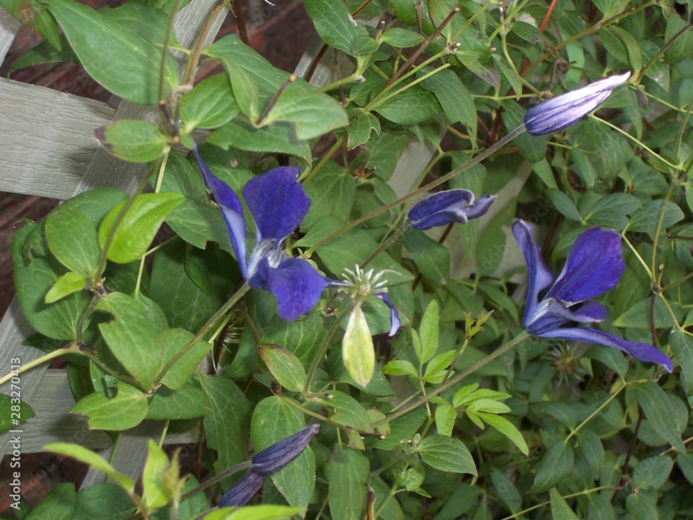Obraz premium Blue blooming flowers in spring