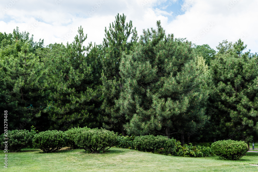 bushes and trees with green leaves against blue sky with clouds bushes and trees with green leaves against blue sky with clouds