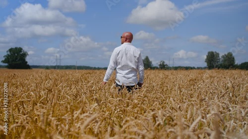 A man stay and touches a wheat ear in the wheat field on the background cloudy sky. Concept: ecology, clean air, summer, spring, plantation, grass, plants, environment, gold. Full shot.