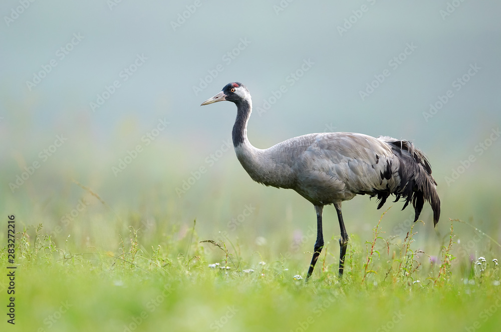 Common crane bird (Grus grus)