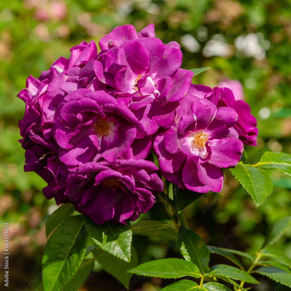 Beautiful purplish (violet) climbing roses in spring in the garden . Purple roses in green background. Gardening concept. Beautiful purplish (violet) climbing roses in spring in the garden . Purple roses in green background. Gardening concept.