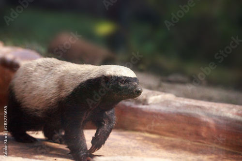 Φωτογραφία Honey badger Mellivora capensis is known for being tough