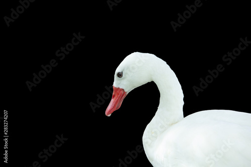 Fototapeta Naklejka Na Ścianę i Meble -  Weird white duck with an orange beak