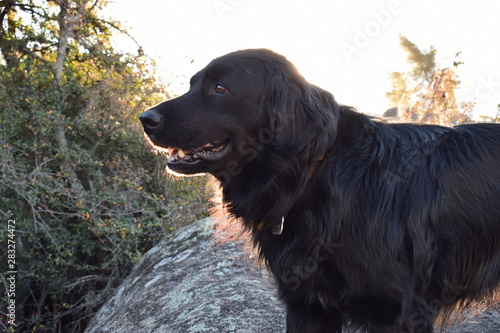 DOGS