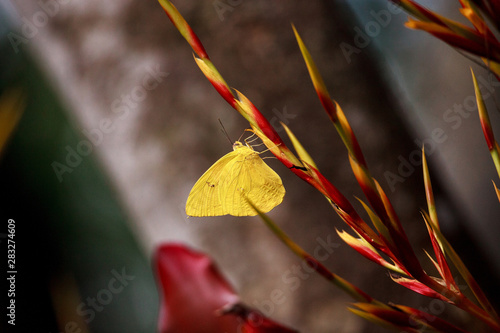 Cloudless sulfurs butterfly Phoebis sennae perches on a red and yellow heliconia photo