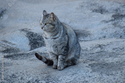 felino