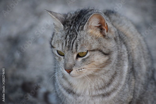 cats