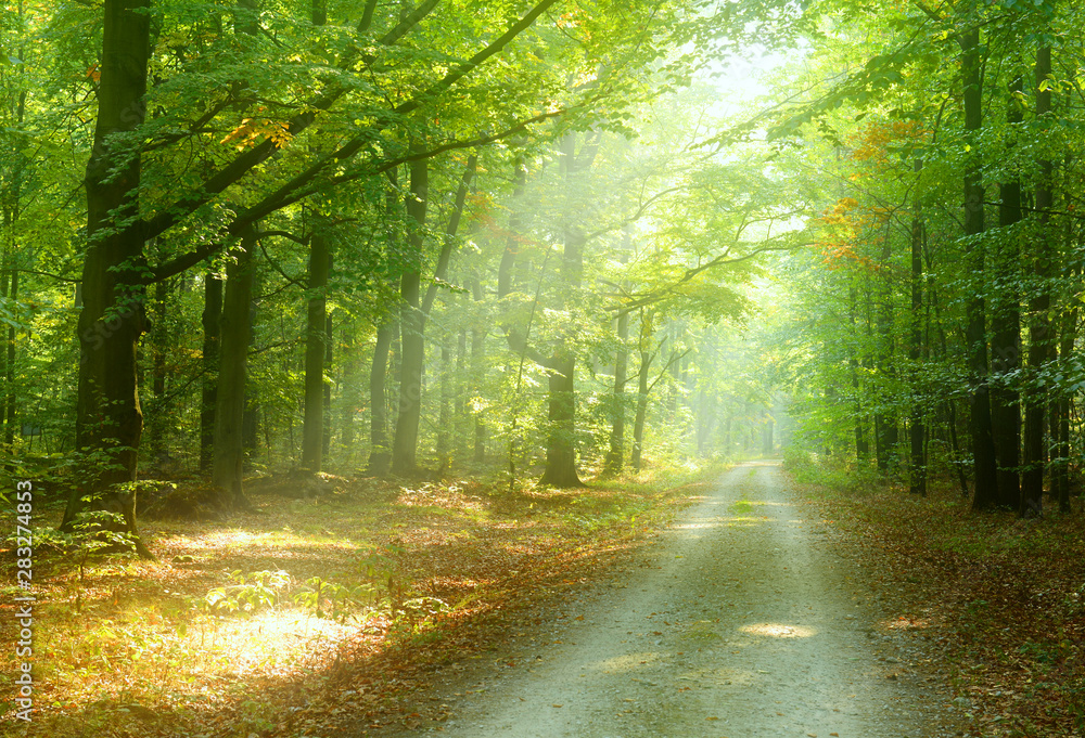 Fototapeta premium Morning in the forest