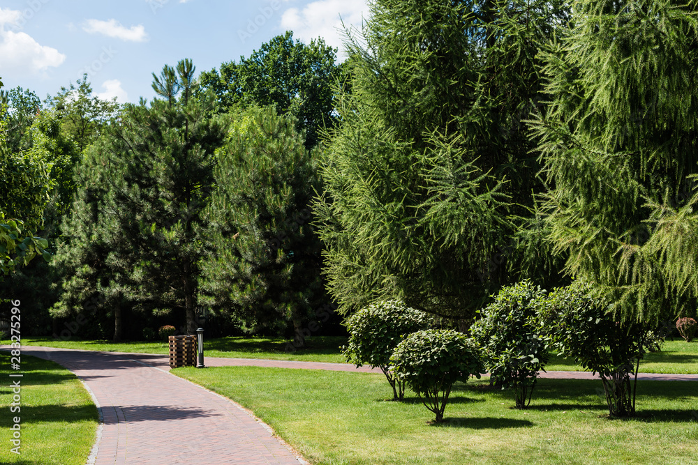 green fresh leaves on trees and bushes near walkway in park