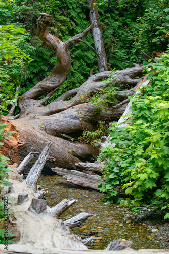 A living wonder  abstract and natural twisted patterns in wood 