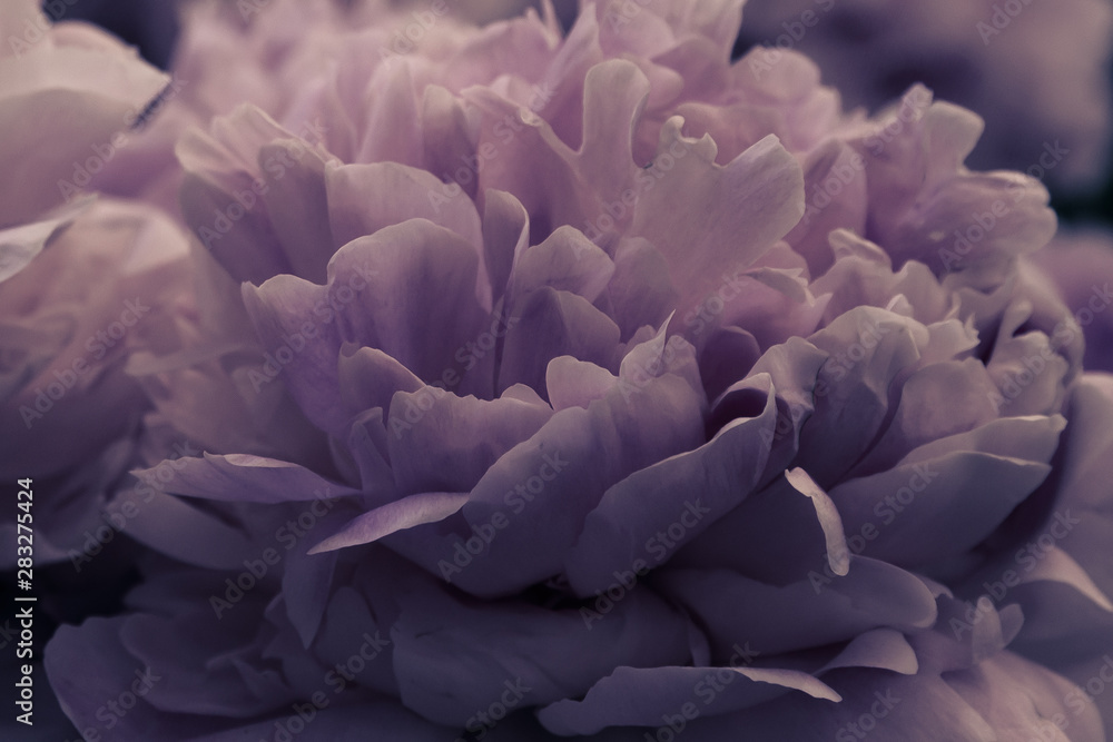 Floral pastel background. Pink peony macro. Petals of pink peony Floral pastel background. Pink peony macro. Petals of pink peony