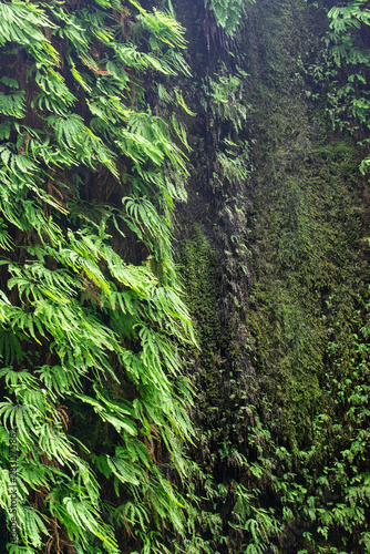 Fern Canyon, land of the fairies.