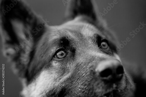Schäferhund mit ängstlichem Blick photo