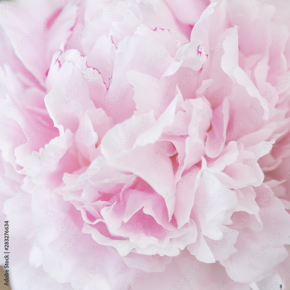 Floral pastel background. Pink peony macro. Petals of pink peony