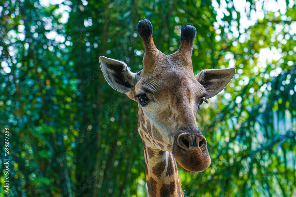 close up of giraffe in the zoo