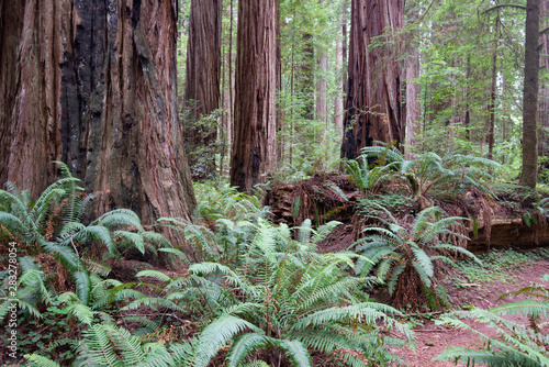 An ecosystem at the bottom of a Redwood Rain Forest.