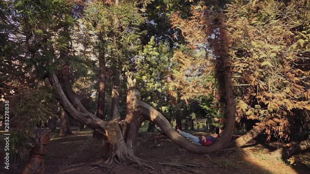 Girl lies on a semicircular trunk of a large spreading tree in the park on a sunny day. General plan Girl lies on a semicircular trunk of a large spreading tree in the park on a sunny day. General plan