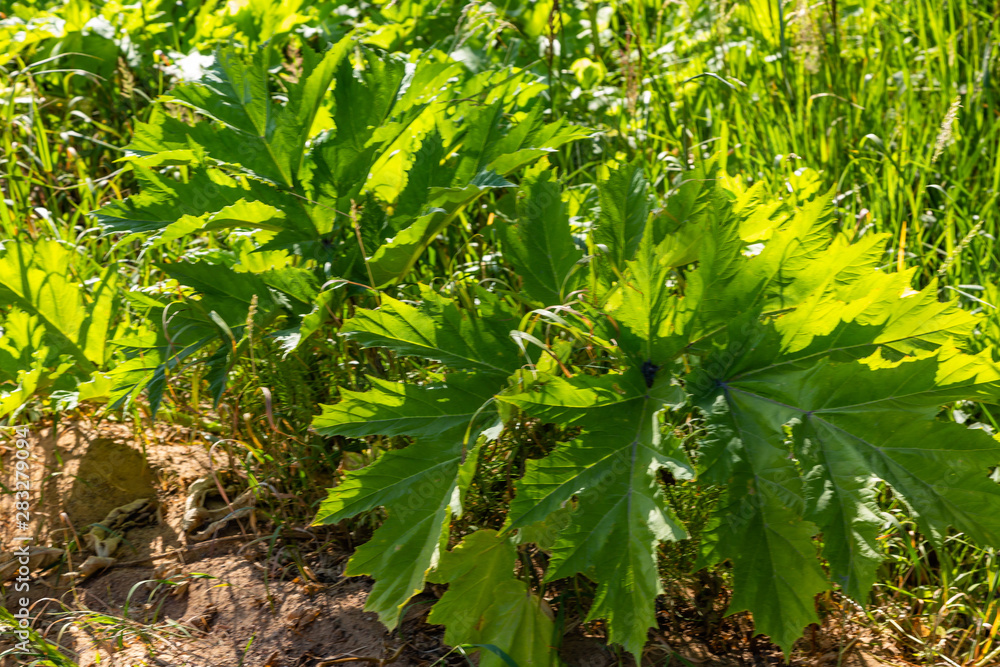 Heracleum Sosnowskyi Is Apoisonous Plant, Commonly Known As Giant 