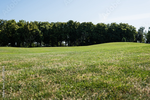 Fototapeta Naklejka Na Ścianę i Meble -  selective focus of trees near green grass in park in summertime