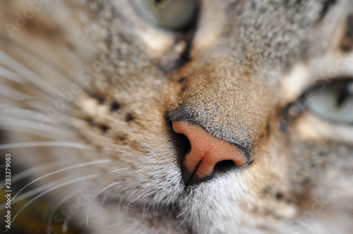 primer plano de hocico de hermoso gato domestico © Mnica