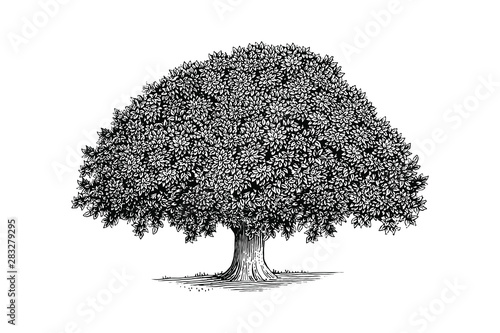 Illustration of a tree in a vintage style