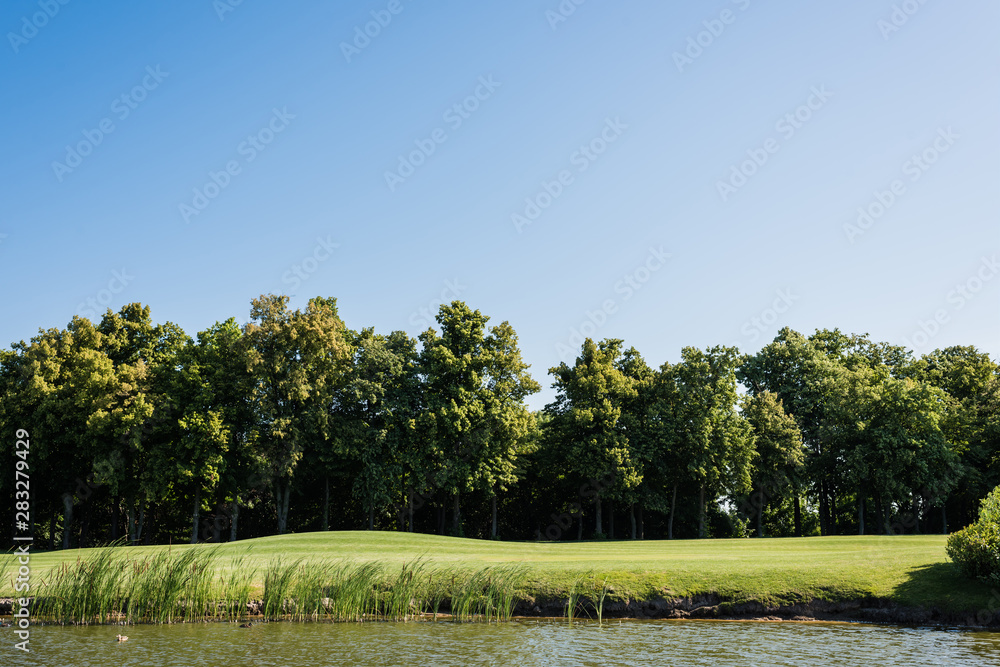 Green grass and trees near pond and blue sky in summer