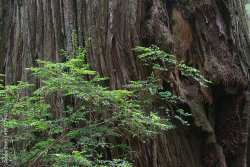 Splendor of the Redwood forest
