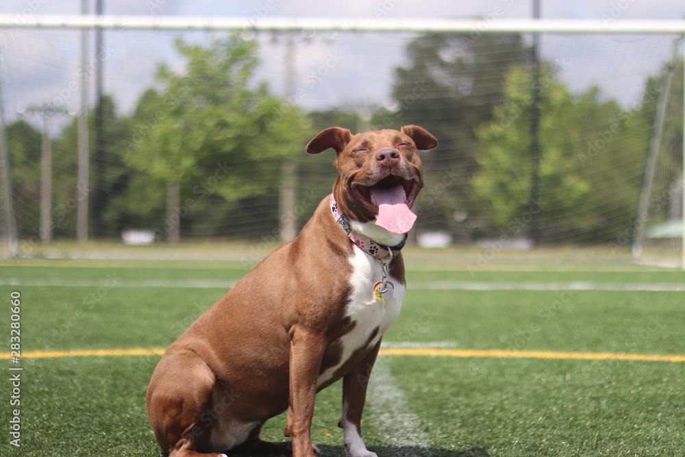 Dog on Soccer Field Stock Photo Adobe Stock