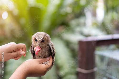 Schilderij op canvas Close up hand to feeding Owl.