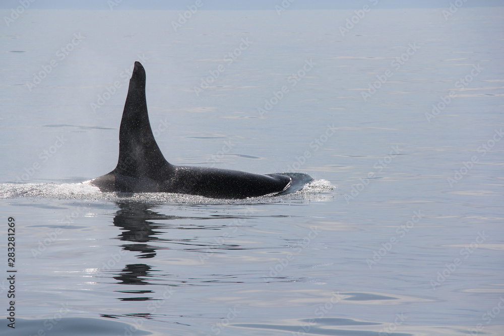 Fototapeta premium dolphin jumping out of water