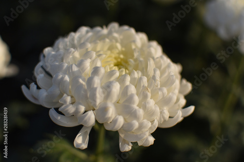Yellow dotted white colored chrysanthemum or chandramallika flower isolated on blurred background. Close up.