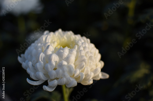 Yellow dotted white colored chrysanthemum or chandramallika flower isolated on blurred background. Close up.