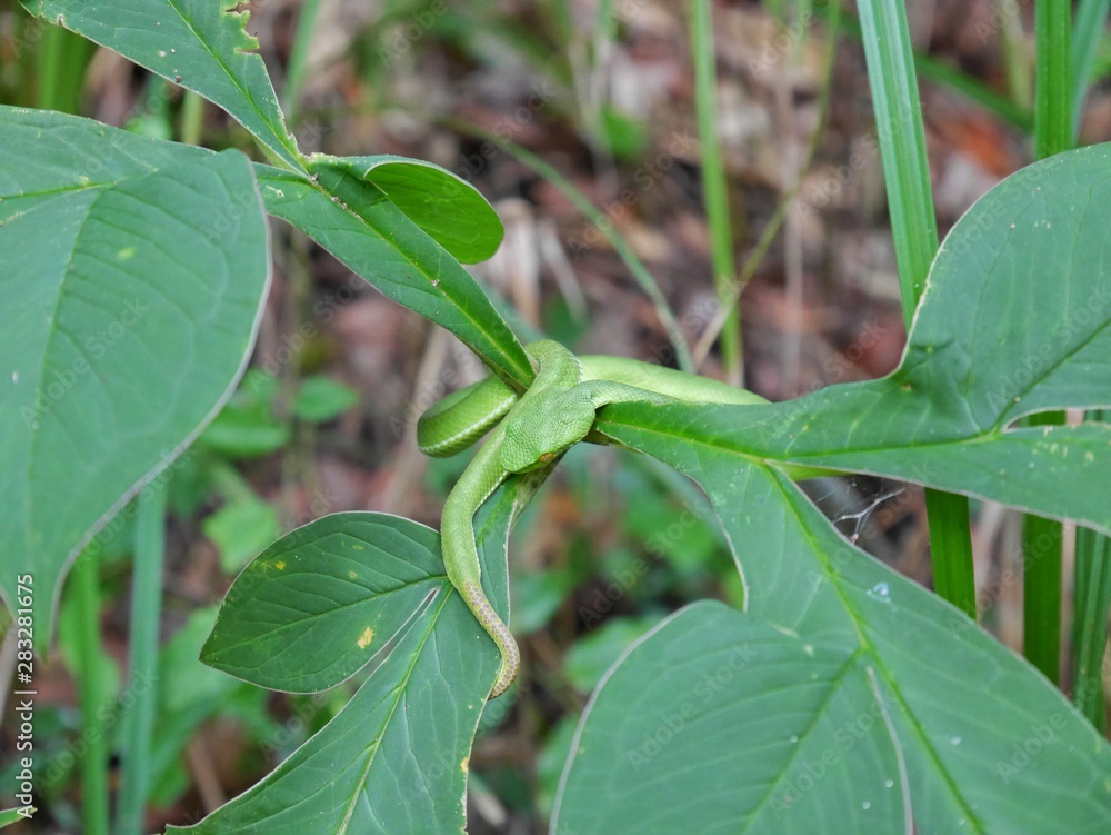 White-lipped Pit Viper sleeping on the plant White-lipped Pit Viper sleeping on the plant