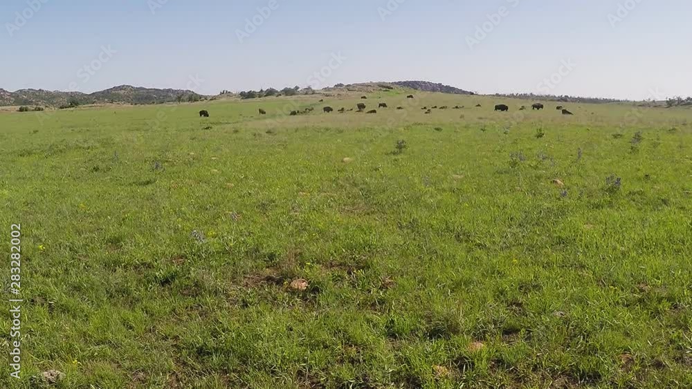 Green Prairie With Distant Buffalo Herd- Wichita Mountains Nature Reserve Green Prairie With Distant Buffalo Herd- Wichita Mountains Nature Reserve