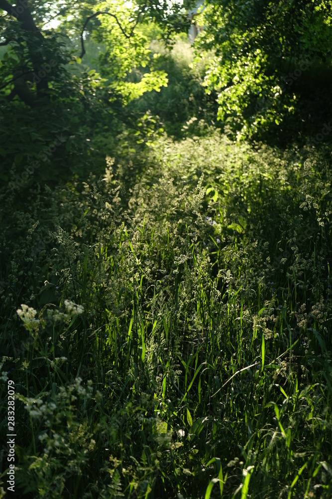 Grass in wild garden Grass in wild garden