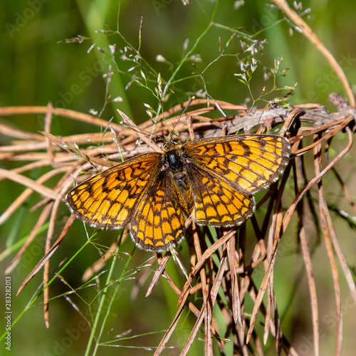 Photography Checkers Avrinia ( Euphydryas aurinia ) is a diurnal butterfly of the family Nym