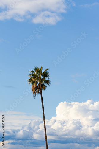 single palm tree against blue sky and fluffy cumulus, nimbus, storm clouds © Taya