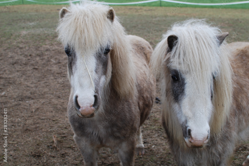 Obraz premium Ponies