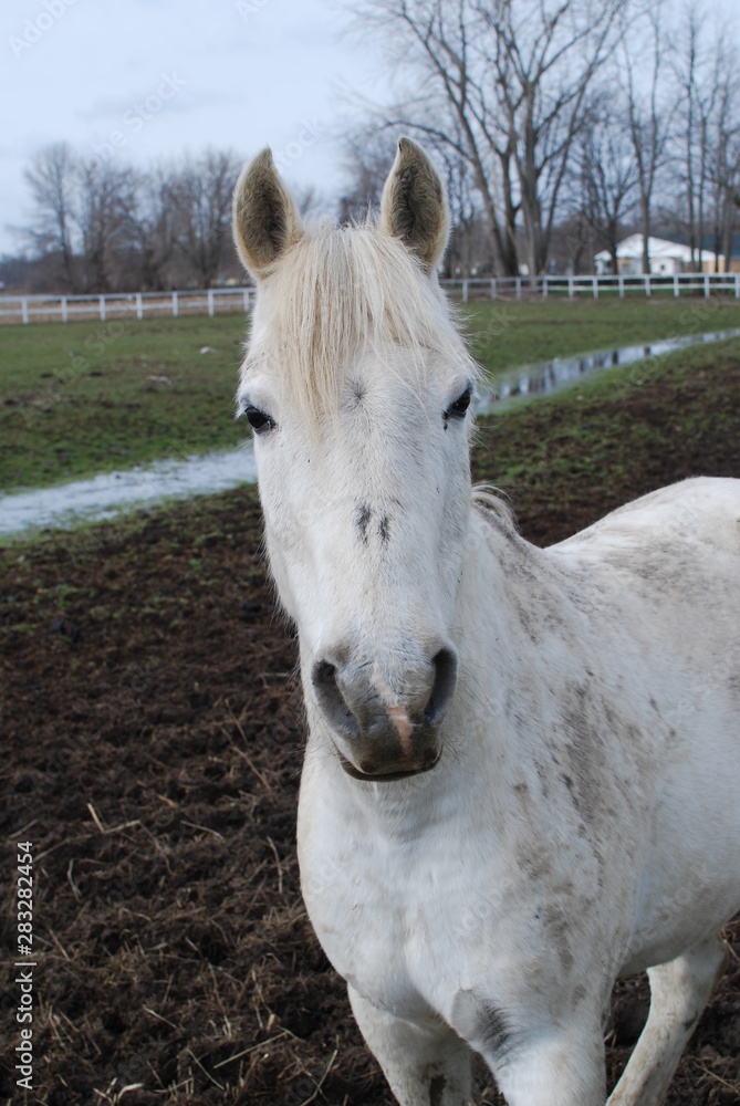 Fototapeta premium Horses 